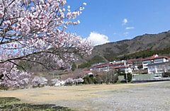 桜開花状況