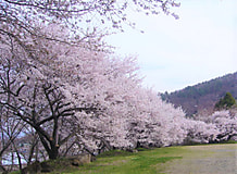 農大桜開花状況（3/31）