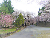 農大桜開花状況（3/31）