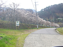 農大桜開花状況（3/31）