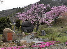 桜開花状況２