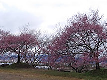 農大桜開花状況（3/24）