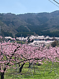 農大桜と桃の花が満開です！