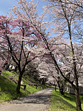 農大桜と桃の花が満開です！