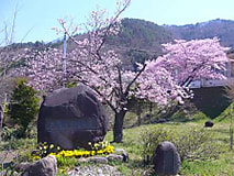 桜満開です