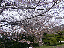 農大桜開花状況（3/27）