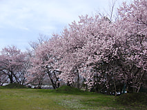 農大桜開花状況（3/27）