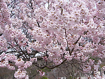 農大桜開花状況（3/27）