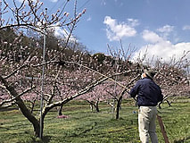 果樹の栽培作業が本格化しています。