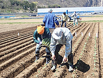 畑の作業、頑張ってます。