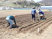 畑の作業、頑張ってます。