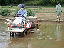 田植えが始まりました