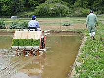 田植えが始まりました