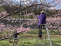 果樹の栽培作業が本格化しています。