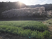 花冷えですね。