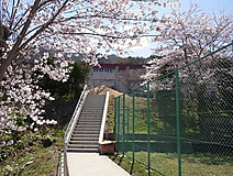農大松代キャンパス、桜が見ごろ！