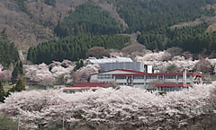 桜が満開です。