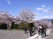 農大松代キャンパス、桜が見ごろ！