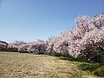 いよいよ桜の開花です。