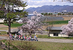 農大松代キャンパス、桜が見ごろ！