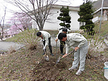 桜植樹