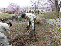 桜植樹