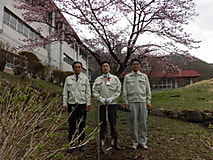 桜植樹