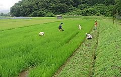 7月19日　1年生専攻実習の様子です