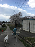 桜の中、山羊のご帰宅です