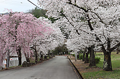 令和8年度入学式を挙行しました