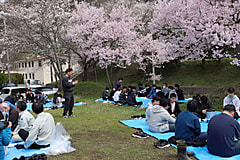 桜の花が見ごろを迎えました