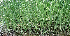 令和７年度プロジェクト用の白ネギの定植を行いました