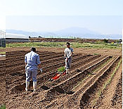 令和７年度プロジェクト用の白ネギの定植を行いました