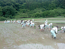 農場実習で田植えを経験しました