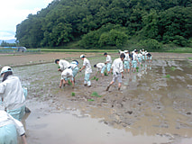 農場実習で田植えを経験しました