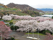 桜の季節がやってきました！