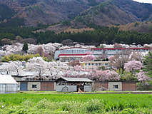 桜の季節がやってきました！