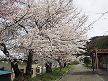 桜の季節がやってきました！