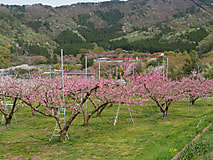 農場で桃の花が満開になりました