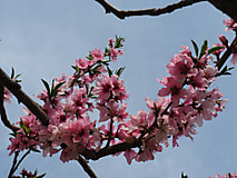 農場で桃の花が満開になりました