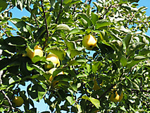 秋深まる農場でリンゴの季節を迎えました