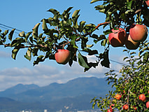 秋深まる農場でリンゴの季節を迎えました