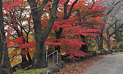 いよいよ農大祭です