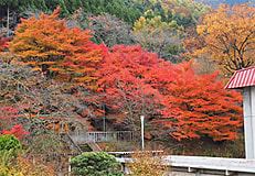 いよいよ農大祭です