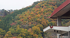 いよいよ農大祭です