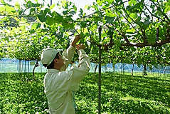 6月下旬。2学年の専攻実習風景です。