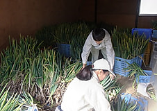 農大祭に向けて用意が進んでいます