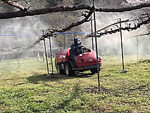 果樹の栽培作業が本格化しています。