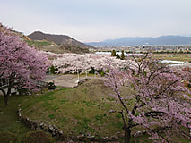 桜の花が見ごろを迎えました