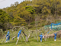 1年生の農場実習が始まりました！